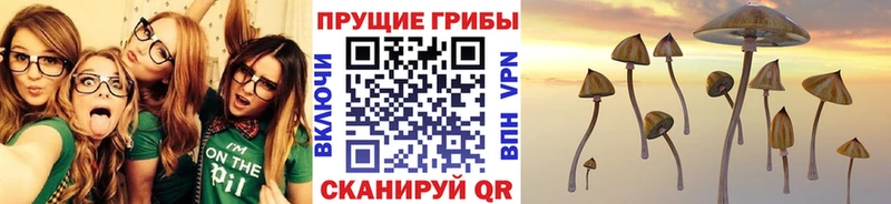купить наркотик Шелехов OMG зеркало Псилоцибиновые грибы мицелий